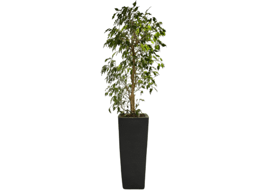 Zwarte Plantenbak (225 cm)