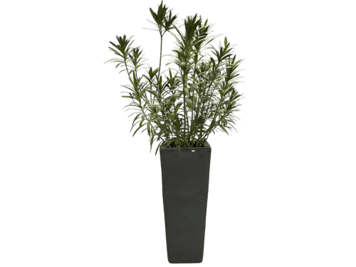 Zwarte plantenbak (inclusief plant)